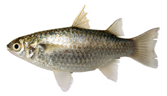 Paramugil parmatus