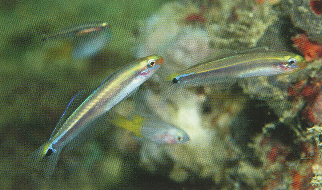 Parioglossus philippinus