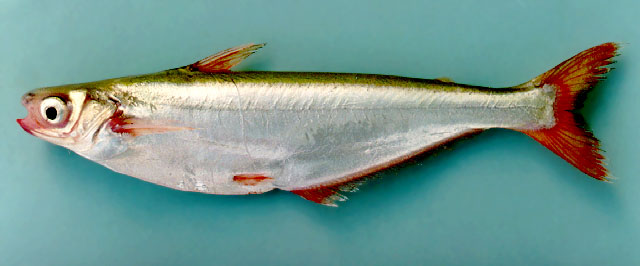 Pseudolais pleurotaenia