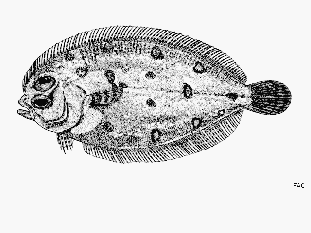 Parabothus polylepis