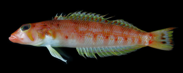 Parapercis randalli