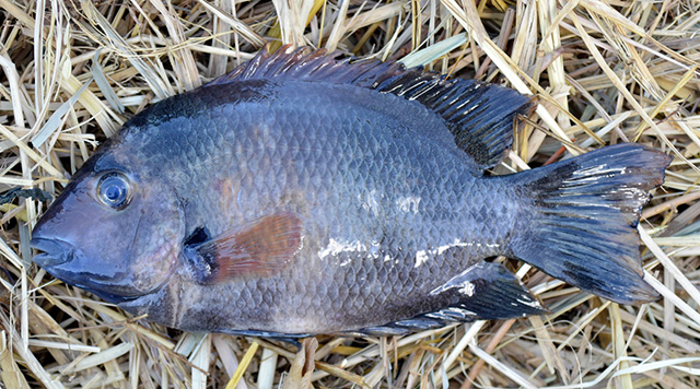Paretroplus risengi