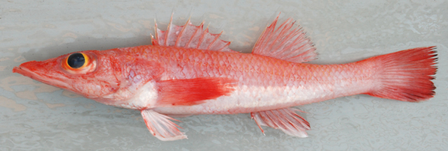 Parabembras robinsoni