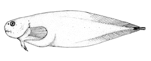 Paraliparis rosaceus