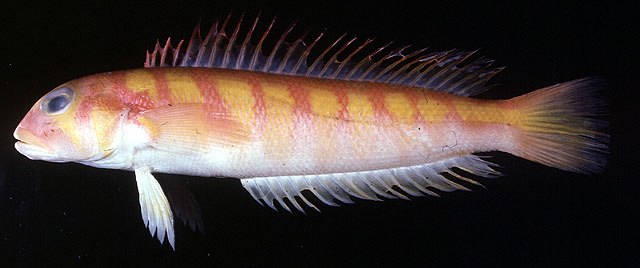 Parapercis roseoviridis