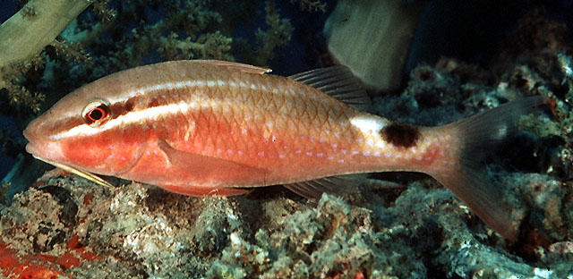 Parupeneus rubescens