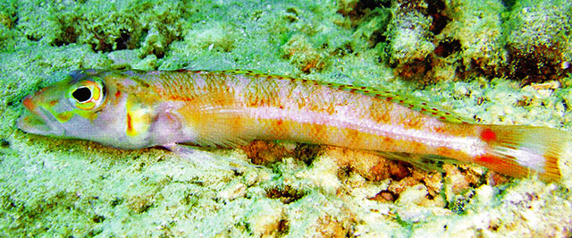 Parapercis sagma