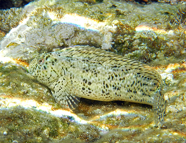 Parablennius sanguinolentus
