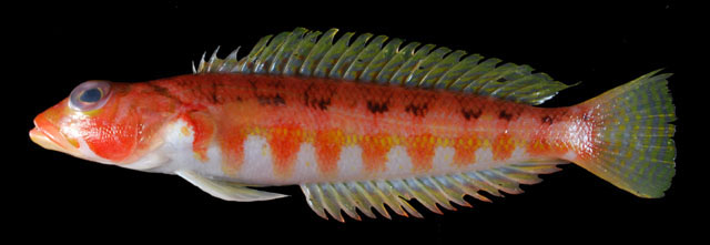 Parapercis shaoi