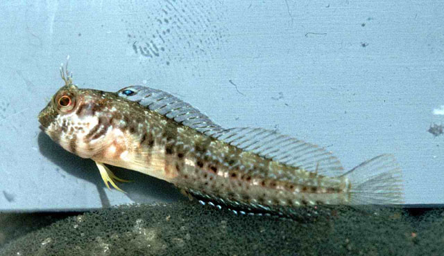 Parablennius sierraensis