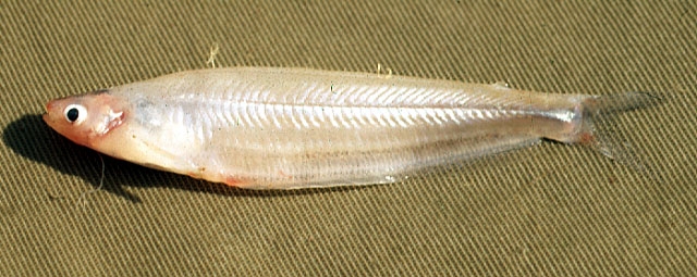 Parailia somalensis