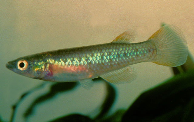 Pachypanchax sparksorum