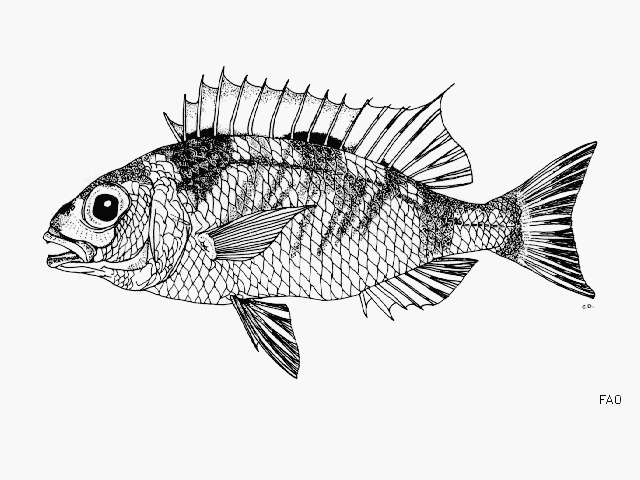 Parascolopsis tanyactis