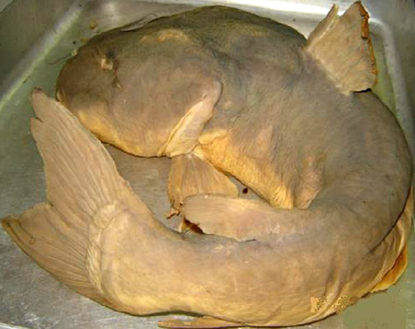 Patar_u2.jpg