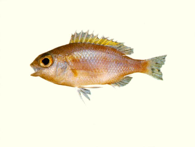 Parascolopsis tosensis