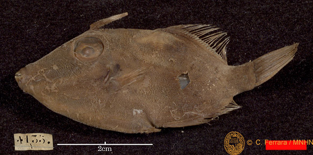 Paramonacanthus tricuspis