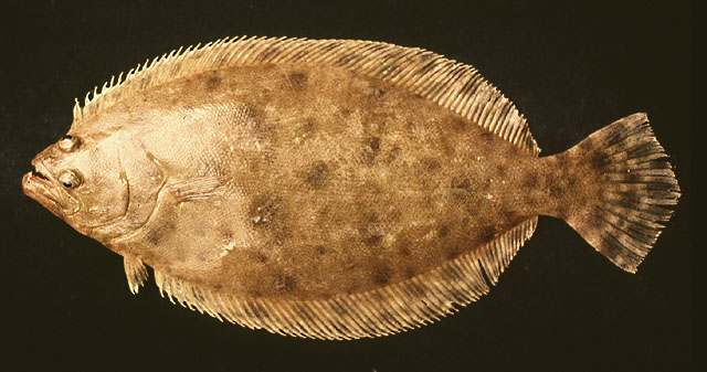 Paralichthys tropicus