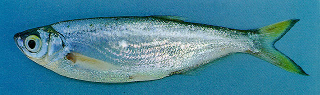 Paralaubuca typus