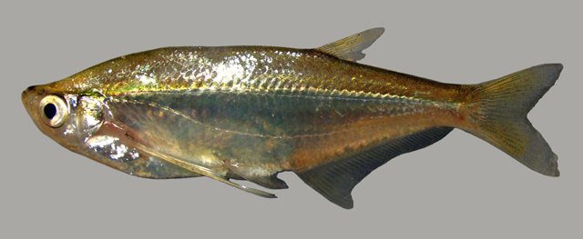 Parachela williaminae