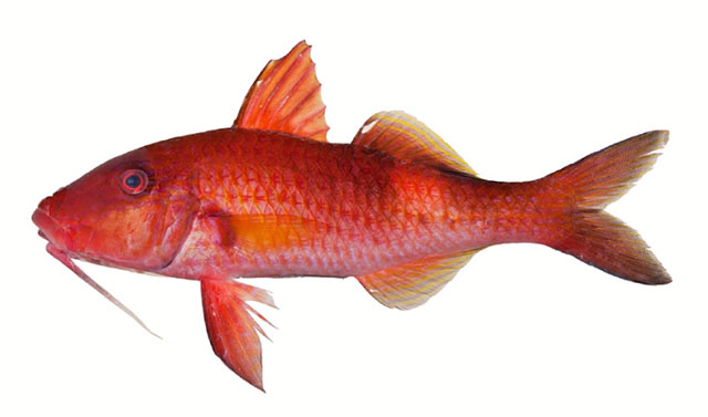 Parupeneus williamsi