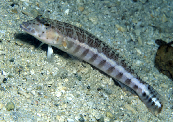 Parapercis xanthozona