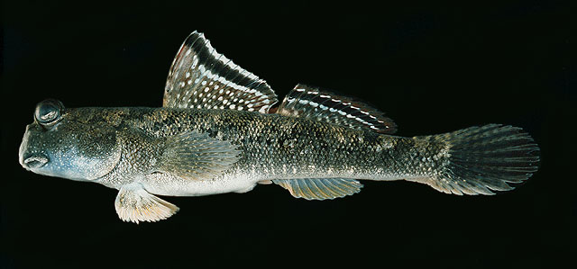Periophthalmus argentilineatus