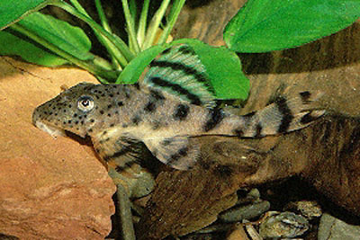Peckoltia brevis