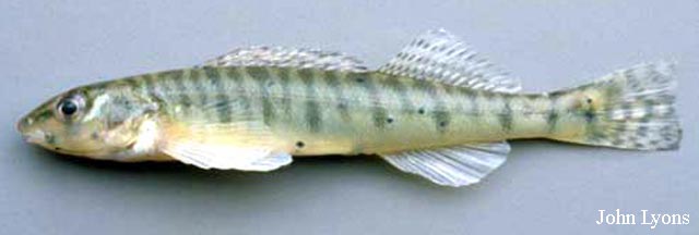 Percina caprodes
