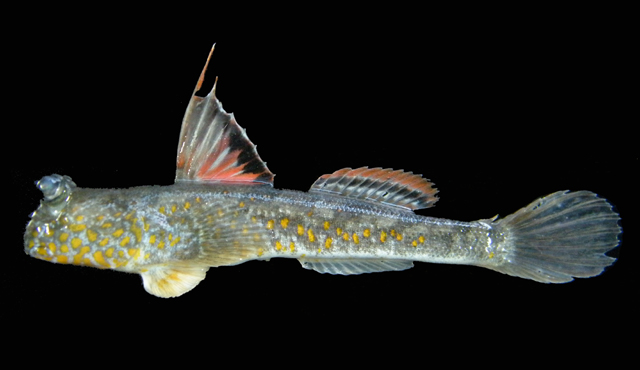 Periophthalmus chrysospilos
