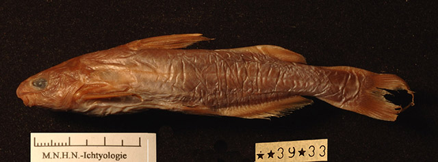 Tachysurus hoi
