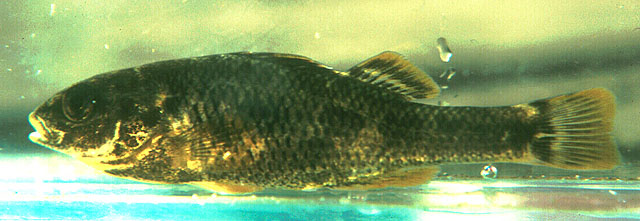 Percilia irwini
