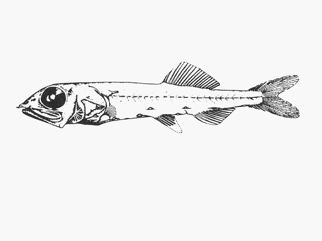 Persparsia kopua