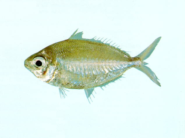 Pentaprion longimanus