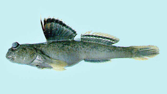 Periophthalmus magnuspinnatus