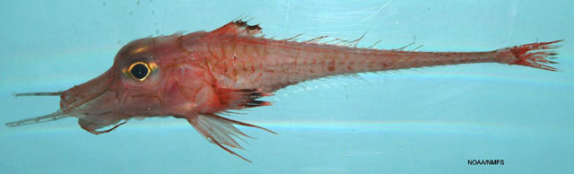 Peristedion miniatum