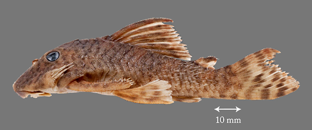 Peckoltia otali
