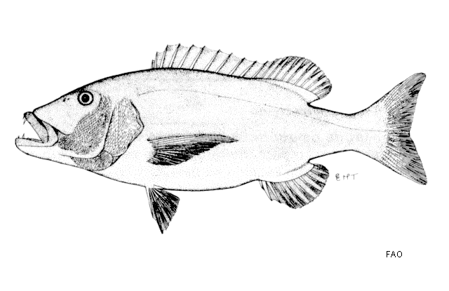 Petrus rupestris