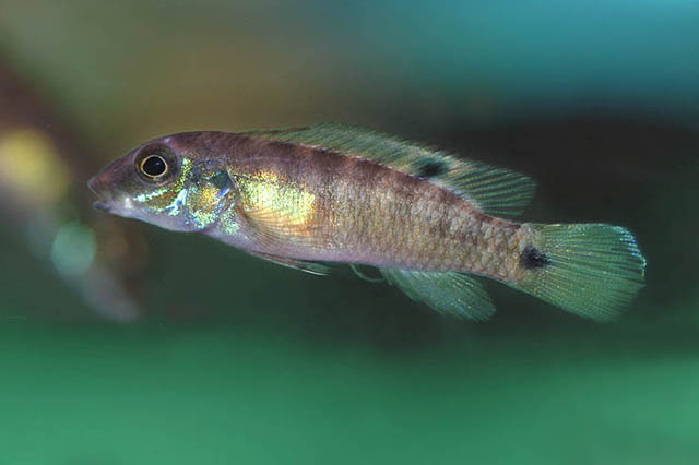 Wallaceochromis signatus