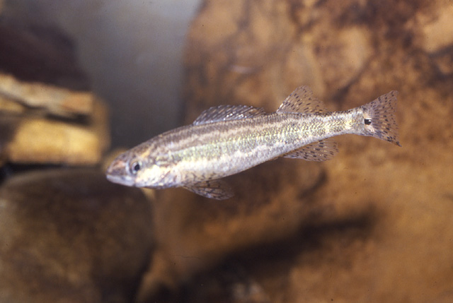 Percina stictogaster