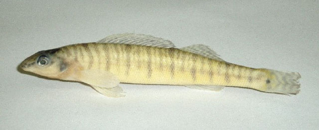 Percina suttkusi