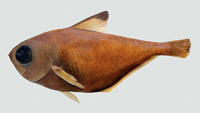 Pempheris tilman