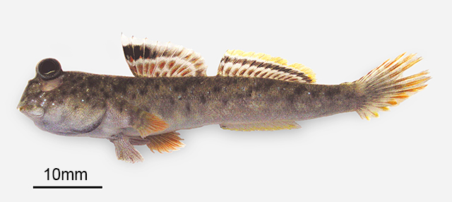 Periophthalmus variabilis