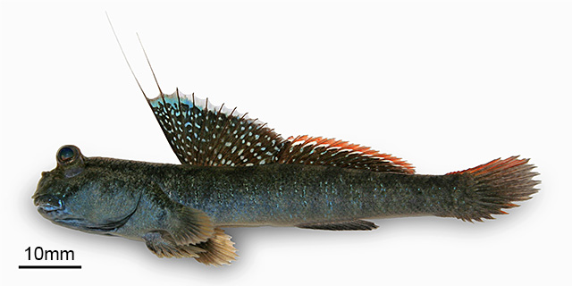 Periophthalmus weberi