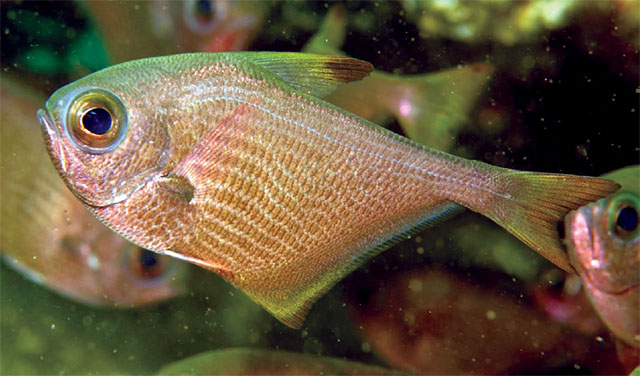 Pempheris wilsoni