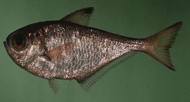 Pempheris xanthoptera