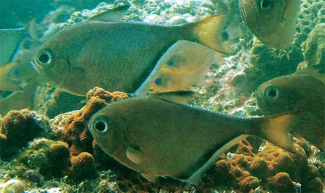 Pempheris xanthomma