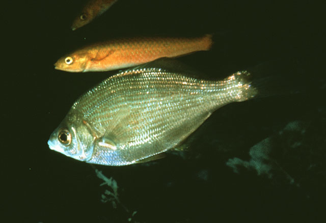Phanerodon atripes
