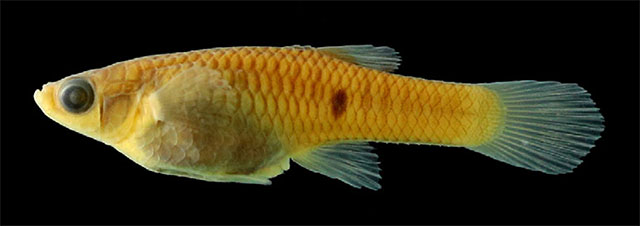 Phalloceros circummontanus