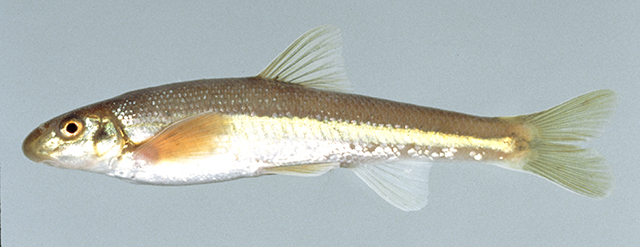 Phenacobius crassilabrum