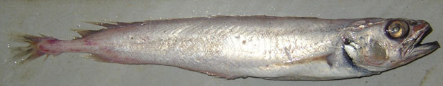 Physiculus dalwigki